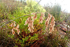 Thamnochortus cinereus