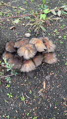 Coprinellus micaceus