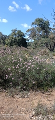 Isopogon divergens