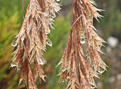 Thamnochortus cinereus