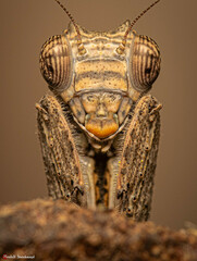 Tarachodes sanctus