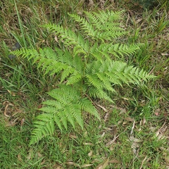 Calochlaena dubia