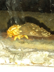 Citheronia brissotii