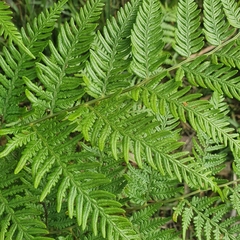 Calochlaena dubia