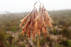 Thamnochortus cinereus