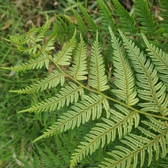 Calochlaena dubia