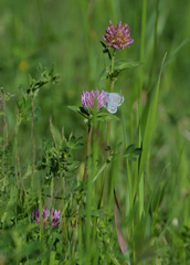Plebejus argyrognomon