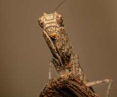 Tarachodes sanctus