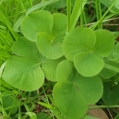 Oxalis purpurea