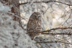 Strix uralensis