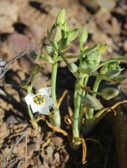 Ornithogalum