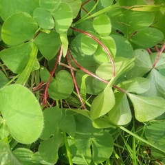 Oxalis purpurea