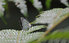 Leptophobia penthica