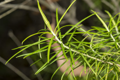 Cassinia longifolia