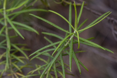 Cassinia longifolia