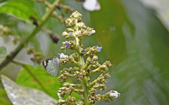 Leptophobia penthica