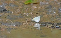 Leptophobia penthica