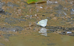 Leptophobia penthica