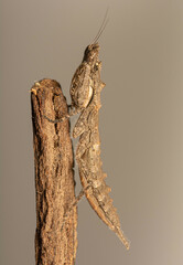 Tarachodes sanctus