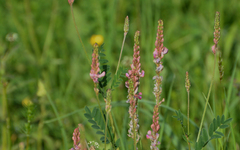 Onobrychis viciifolia