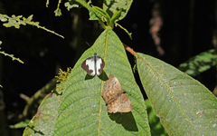 Leptophobia penthica