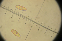 Leccinellum crocipodium