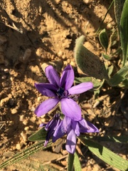 Babiana angustifolia