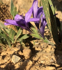 Babiana angustifolia