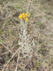 Galatella villosa