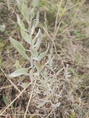 Galatella villosa