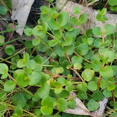 Gonocarpus micranthus