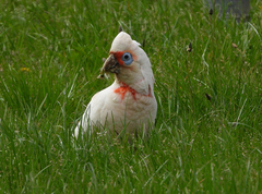 Cacatua tenuirostris