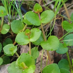 Gonocarpus micranthus