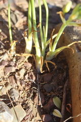 Ornithogalum