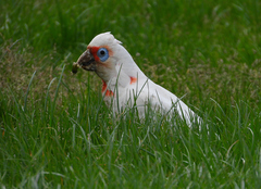 Cacatua tenuirostris