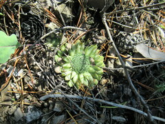 Orostachys spinosa