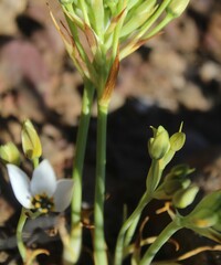 Ornithogalum