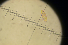 Leccinellum crocipodium