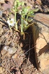 Ornithogalum