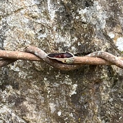 Microporus xanthopus