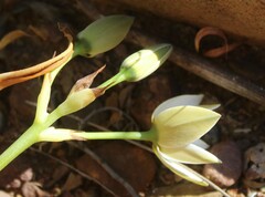 Ornithogalum