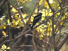 Phoenicurus coeruleocephala