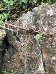 Microporus xanthopus