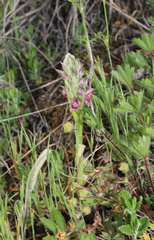 Anacamptis coriophora