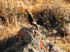 Phoenicurus erythrogastrus