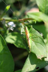 Conocephalus dorsalis