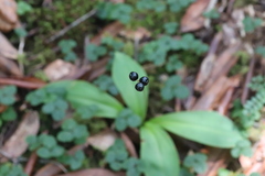 Clintonia udensis