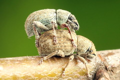 Strophosoma capitatum