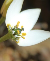 Ornithogalum