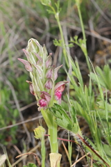 Anacamptis coriophora